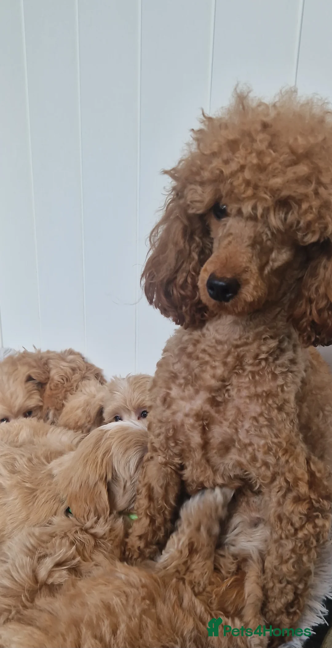 Maltipoo dogs for sale:  Beautiful health clear Maltipoo's - Advert 2