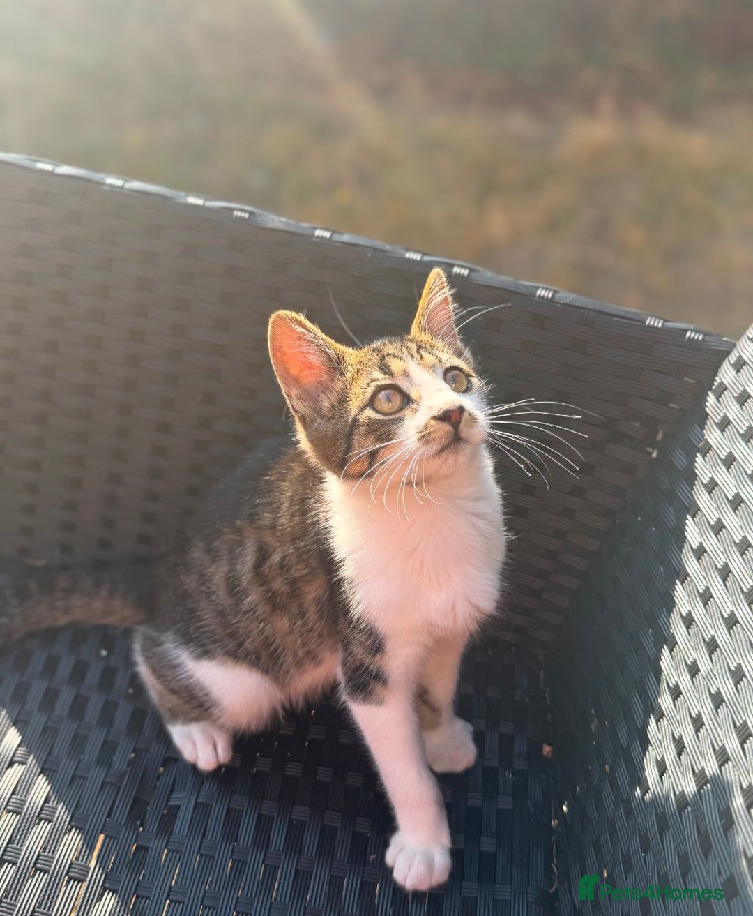 Mixed Breed cats for adoption: 3.5!month old male rescue kitten needs a home asap - Image 2