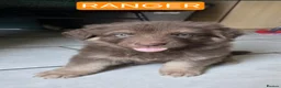 German Shepherd dogs for sale: Rare chocolate and tan and Blue GSD - Advert 8