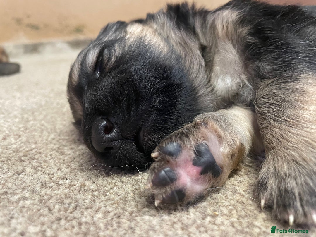 German Shepherd dogs for sale: German shepherd puppies for sale  - Image 3