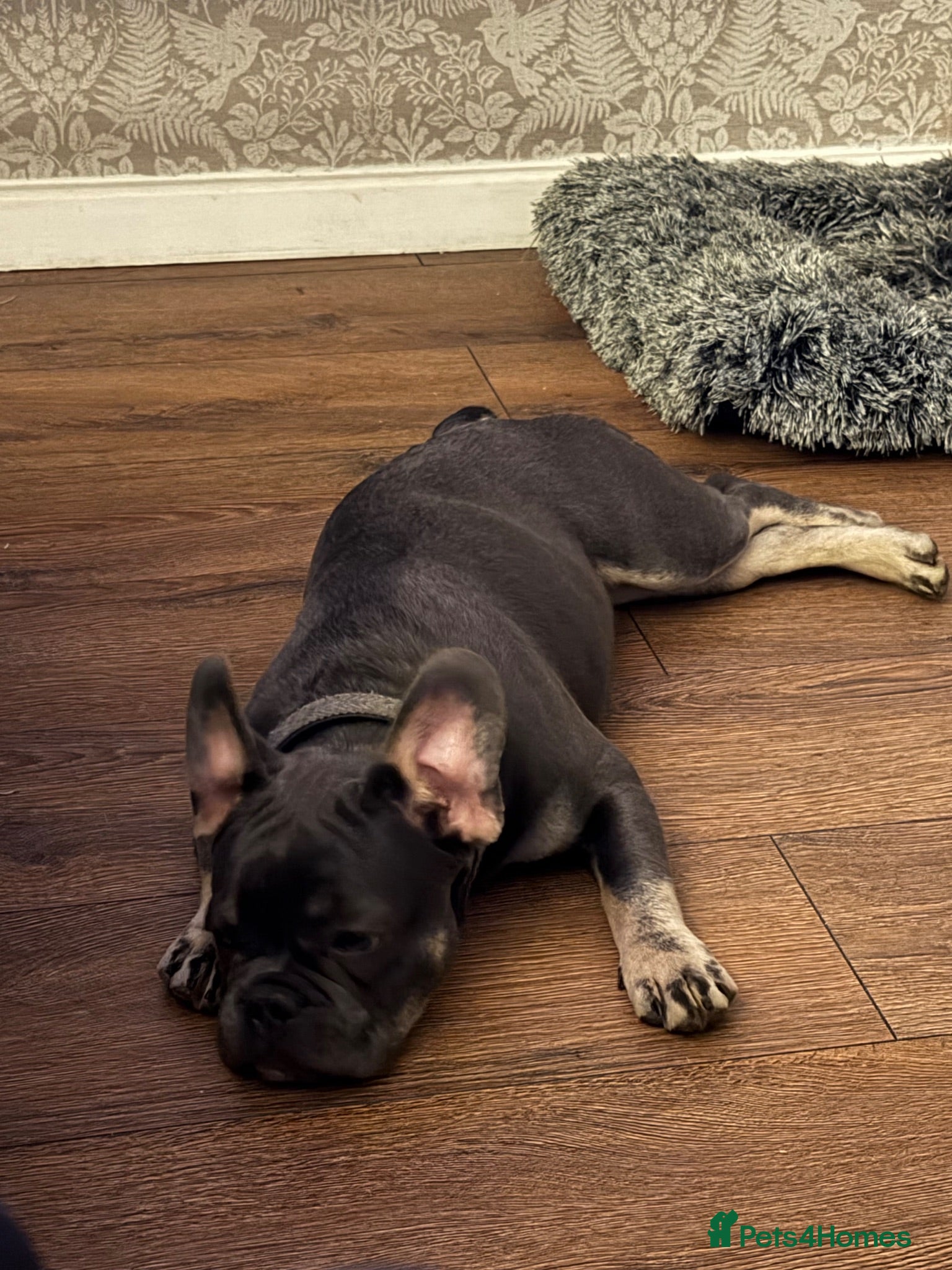 French Bulldog dogs Playful Lilac and tan French Bulldog  - Advert 1