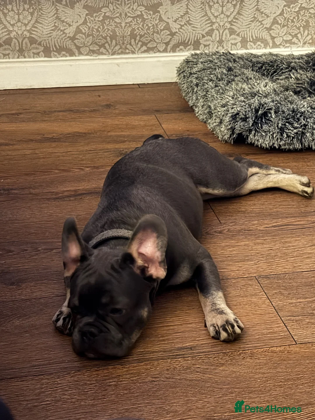 French Bulldog dogs for sale: Playful Lilac and tan French Bulldog  - Advert 1