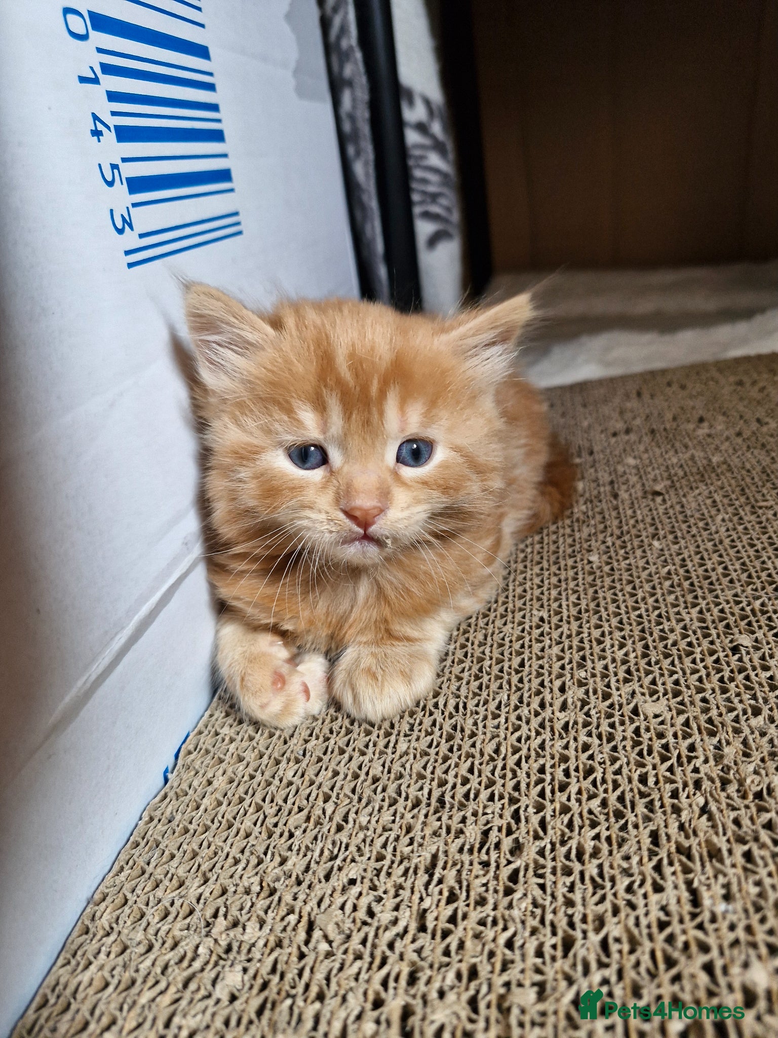 Mixed Breed cats for sale: Cute ginger kittens 1 short haired 2 fluffy  in Liverpool - Advert 14