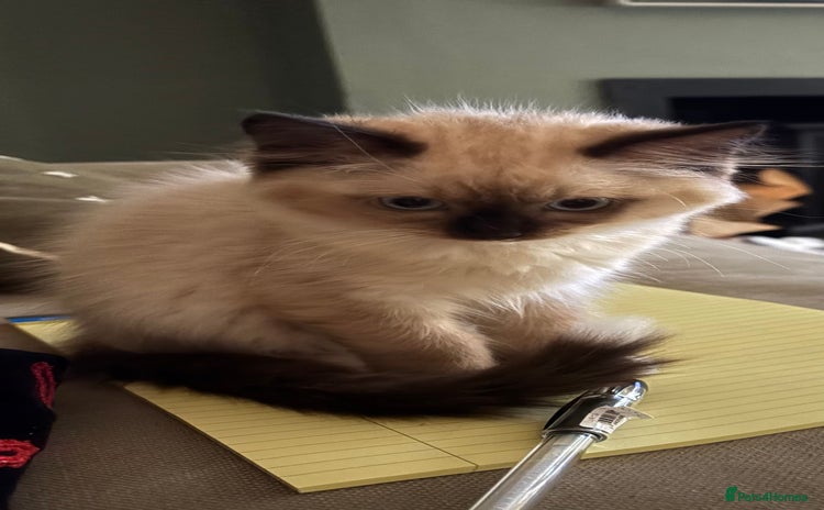 Ragdoll cats - Advert 8