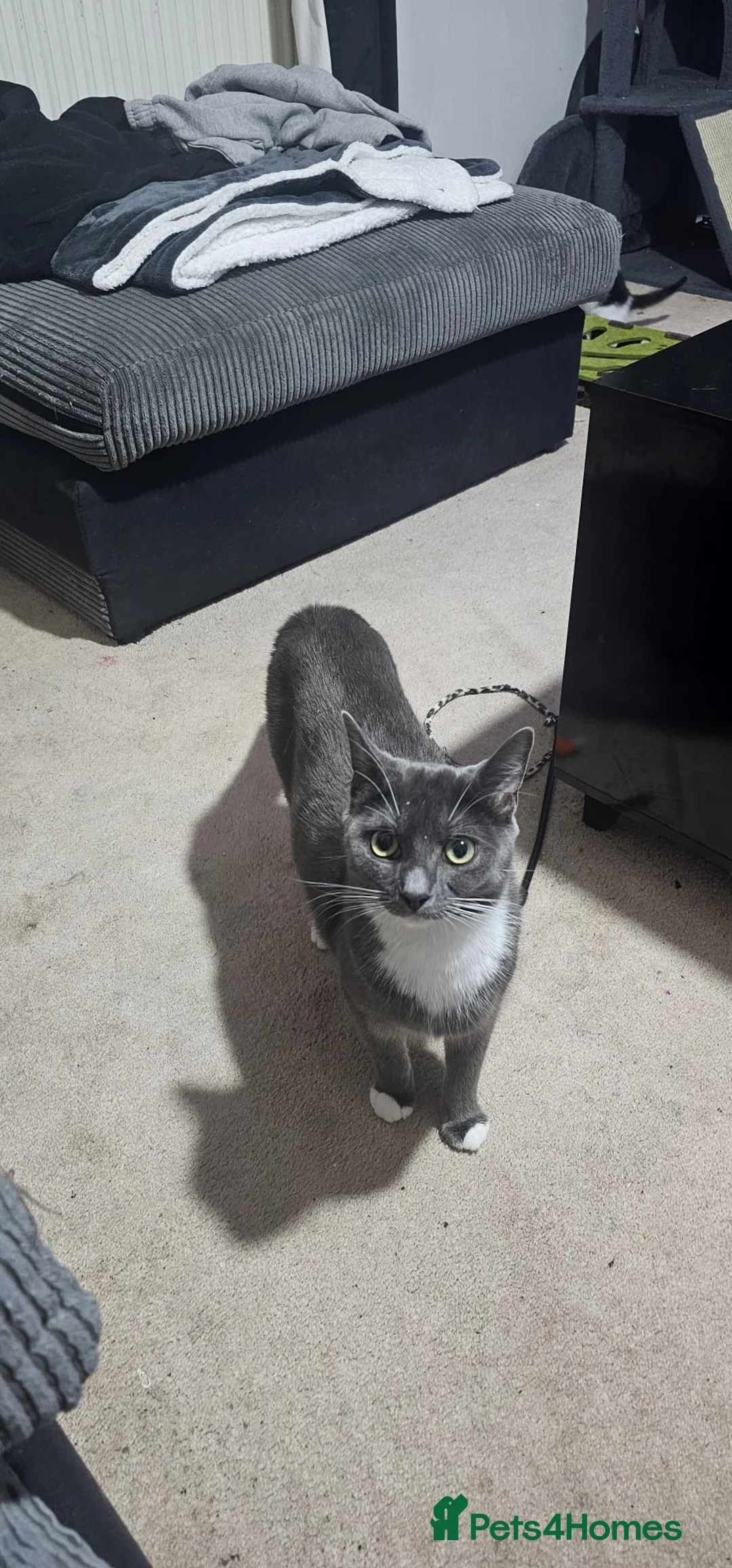 Mixed Breed cats for sale: Beautiful Kittens looking for forever homes  - Advert 1