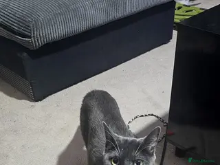 Mixed Breed cats Beautiful Kittens looking for forever homes - Advert 11