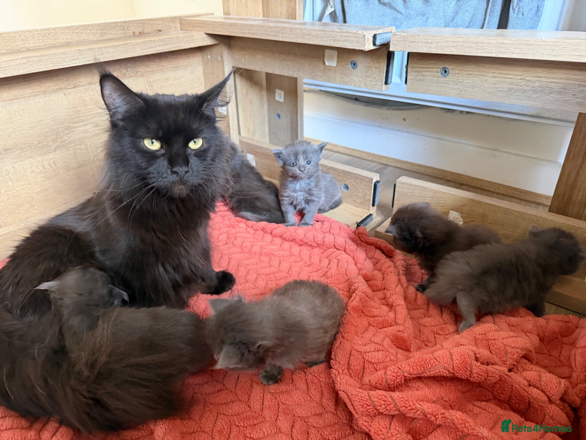 Maine Coon cats Maine Coon kittens  - Advert 12