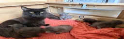 Maine Coon cats for sale: Maine Coon kittens  - Advert 1