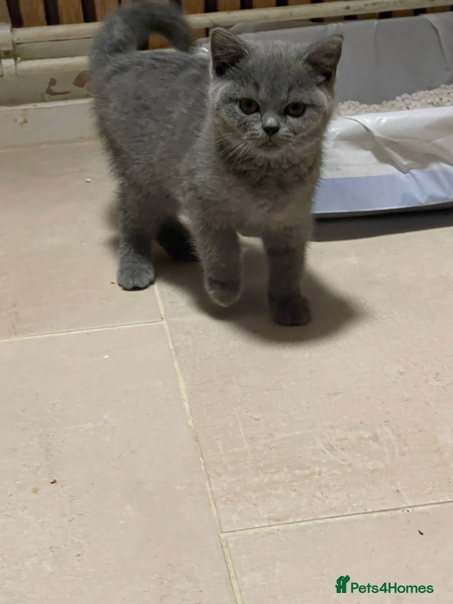 British Shorthair cats for sale: Stunning GCCF British Shorthair - *one Girl left * - Advert 20