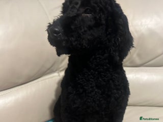 Poodle dogs 1 full breed boy poodle - Advert 14