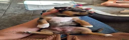 Jack Russell dogs for sale: Last little girl - Advert 5