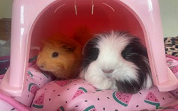 Guinea Pig rodents for sale: two guinea pig boys  - Image 1