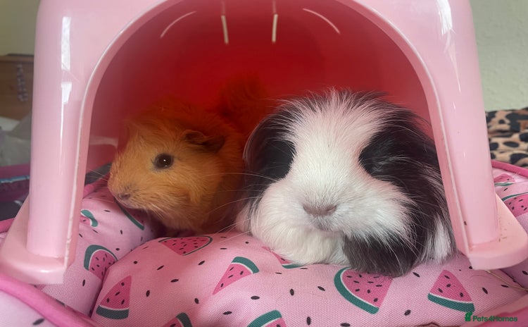 Guinea Pig rodents - Advert 1