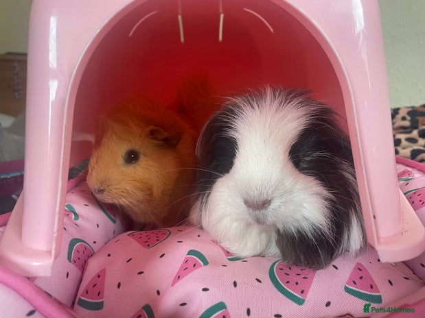 Guinea Pig rodents - Advert 1