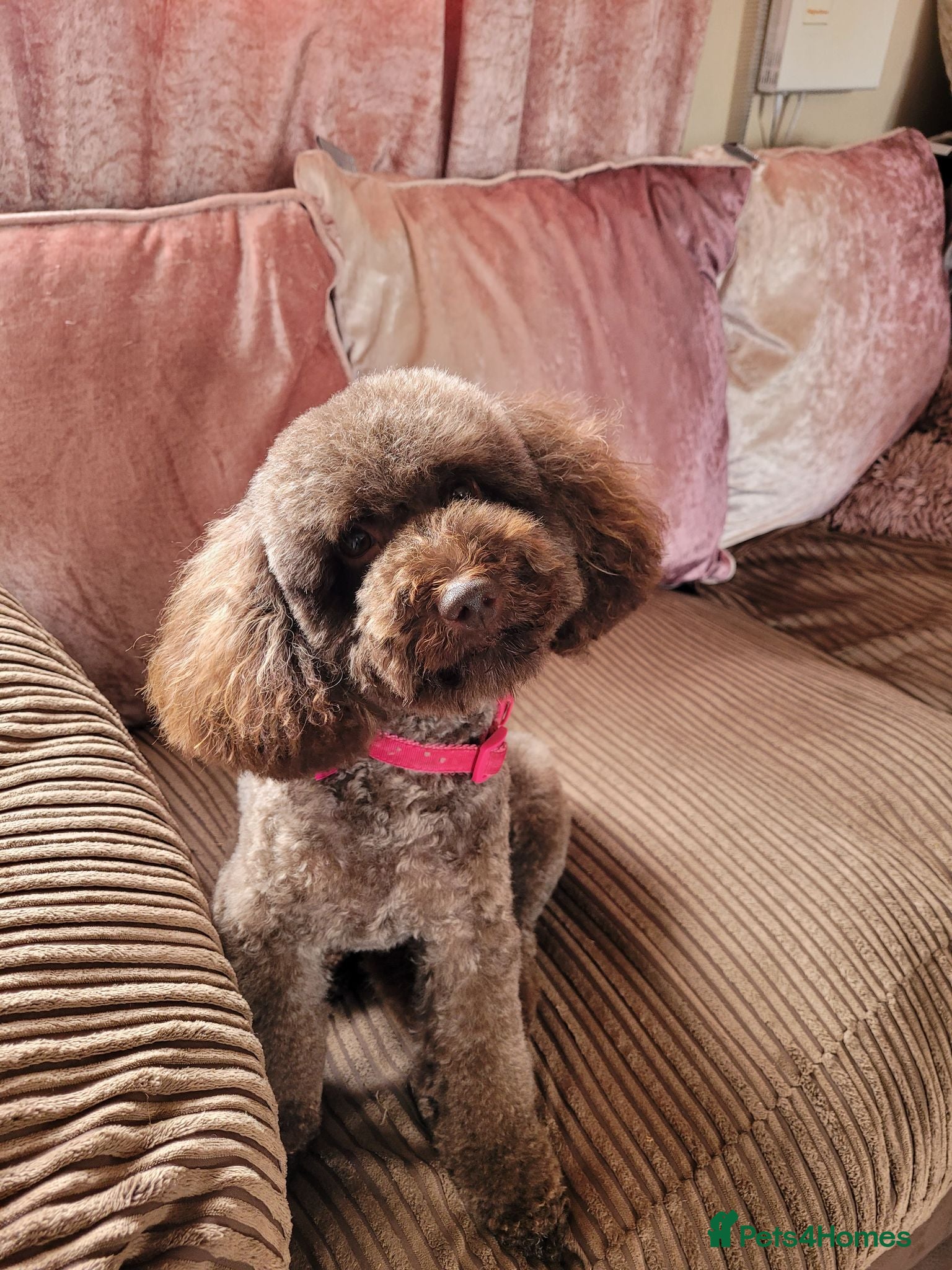 Toy Poodle dogs Chocolate toy poodle female  - Advert 8