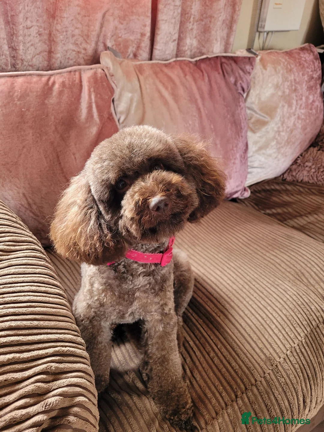 Toy Poodle dogs for sale: Chocolate toy poodle female  - Advert 1