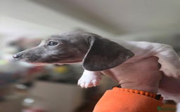 Dachshund dogs for sale: KC Registered Shorthaired dachshunds  - Image 20