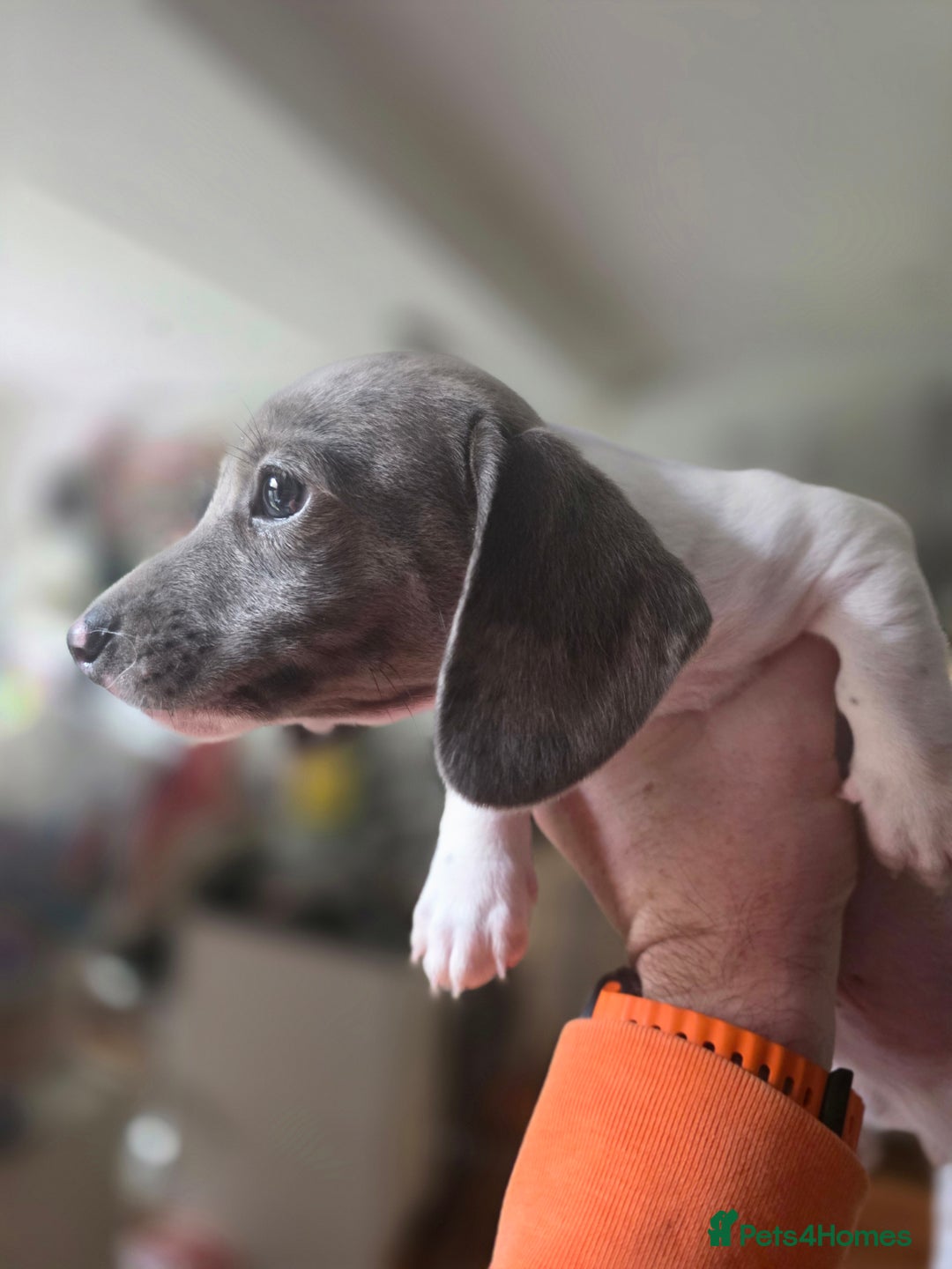 Dachshund dogs for sale: KC Registered Shorthaired dachshunds  - Image 20