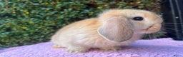 Mini Lop rabbits for sale: Mini lops available  - Advert 9