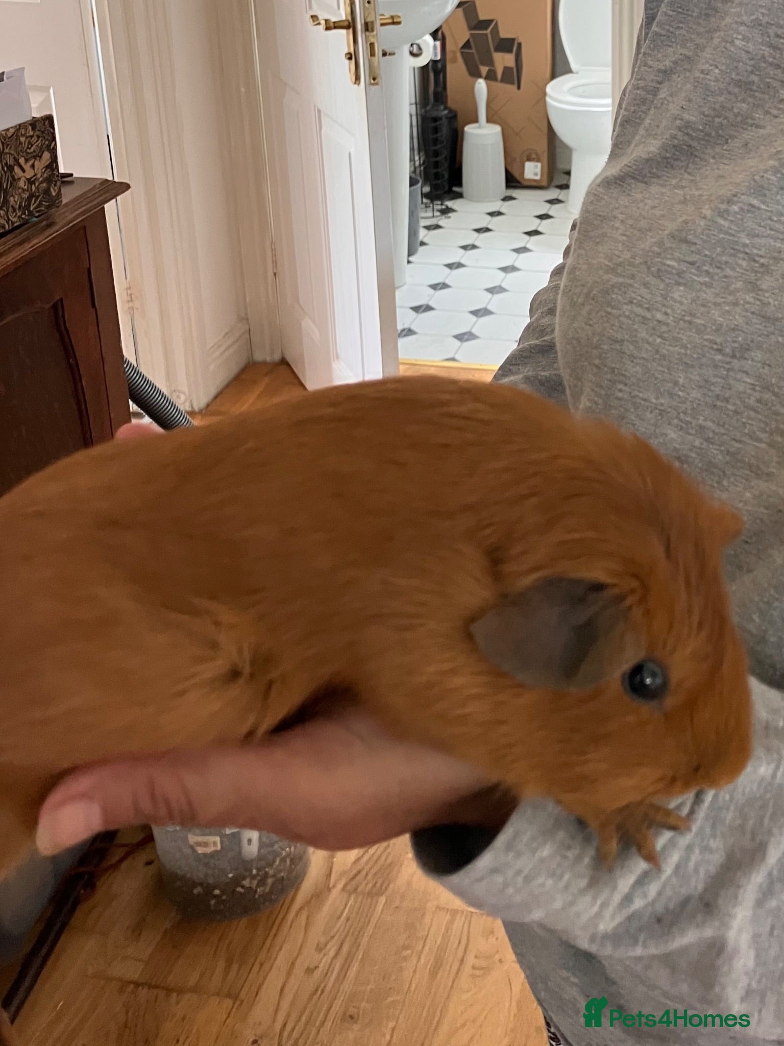 Guinea Pig rodents Young guinea pig boars for sale -bonded - Advert 1