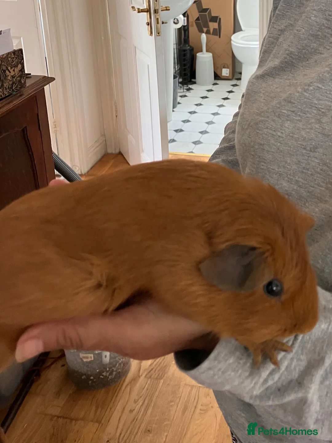 Guinea Pig rodents for sale: Young guinea pig boars for sale -bonded - Advert 1