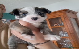 Mixed Breed dogs for sale: 🐾 Adorable Puppies Looking for a Loving Home 🐾   - Image 8