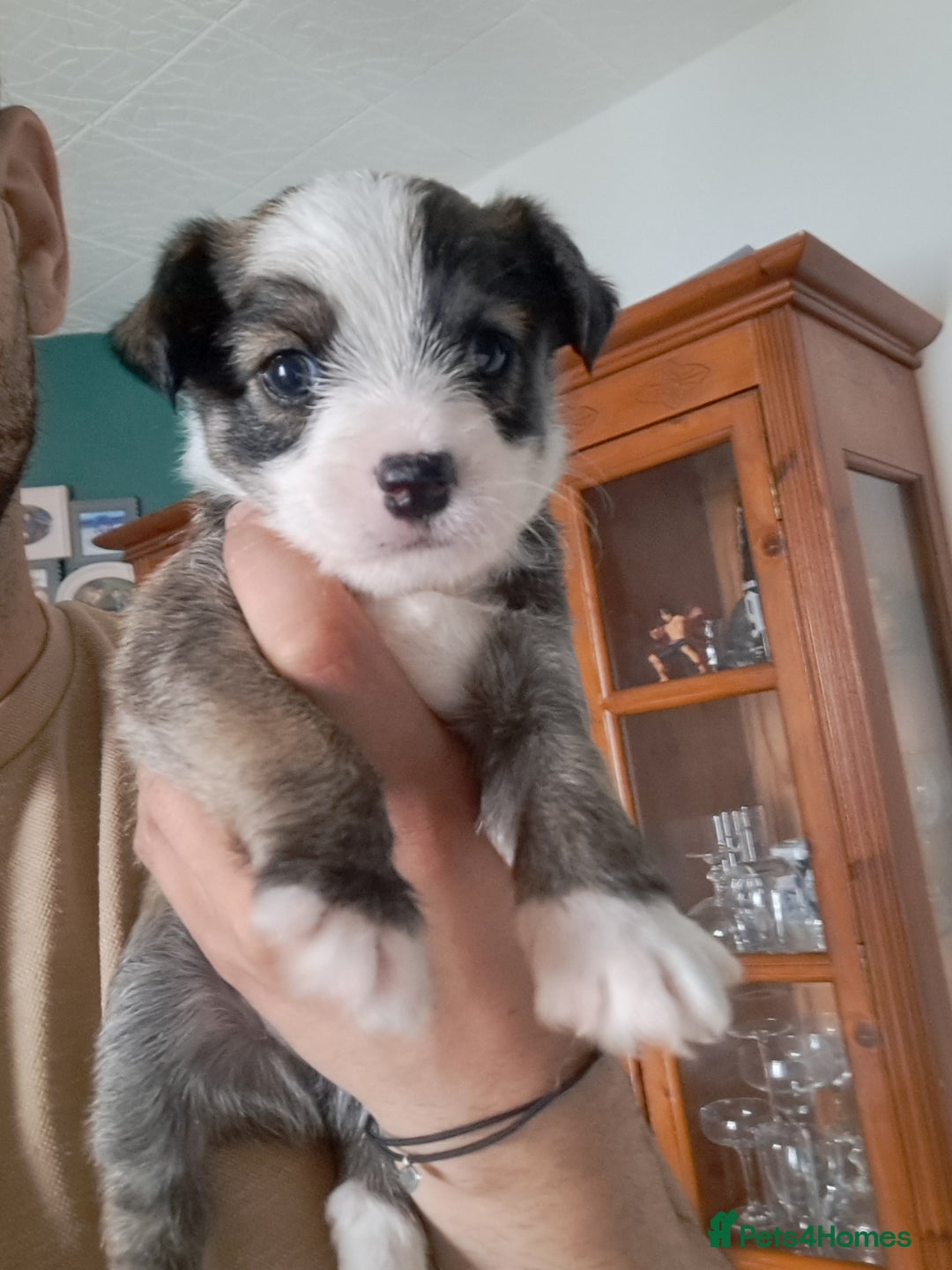 Mixed Breed dogs for sale: 🐾 Adorable Puppies Looking for a Loving Home 🐾   - Image 8
