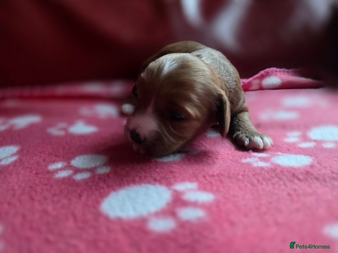 Cavapoo dogs for sale: F1 cavapoos  - Advert 14