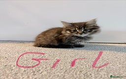 Mixed Breed cats for sale: Bengal/Maine Coon X Kittens - Image 2