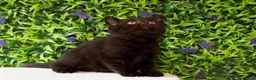 British Shorthair cats for sale: STUNNING BSH KITTENS! in Derby - Advert 2