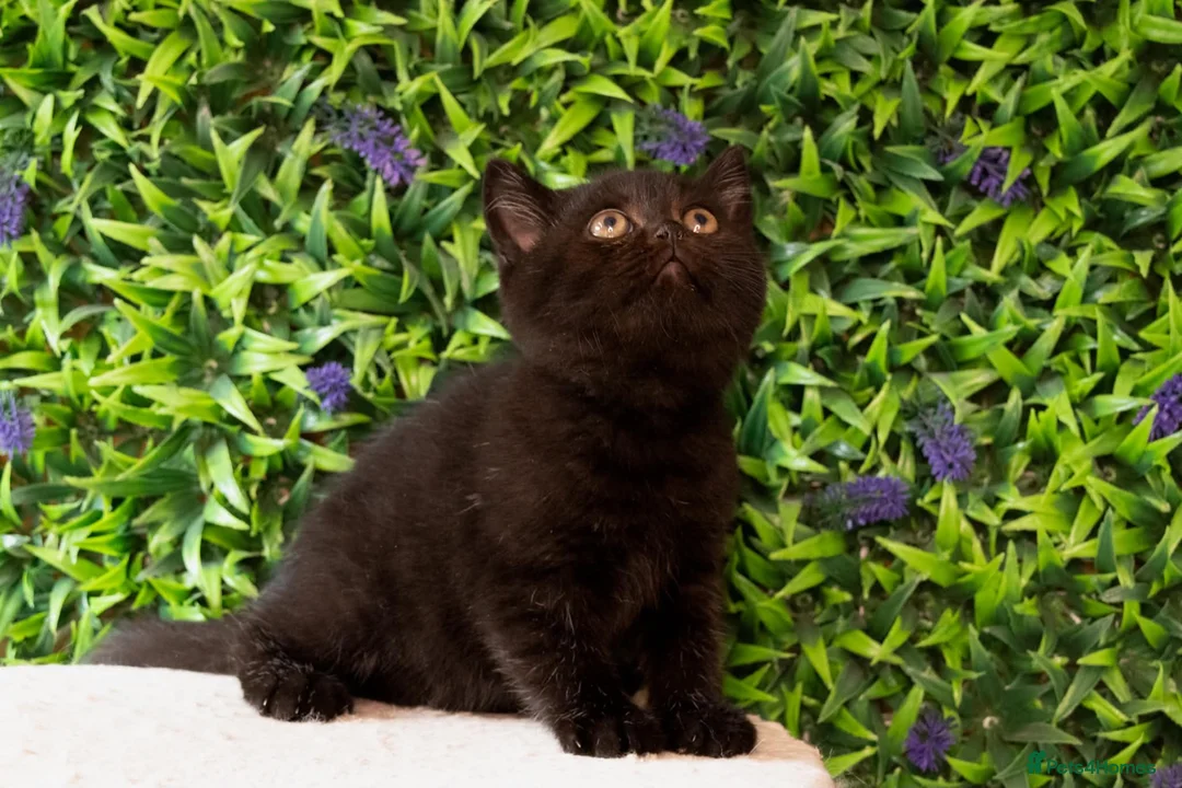 British Shorthair cats for sale: STUNNING BSH KITTENS! in Derby - Advert 2