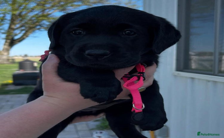 Labrador Retriever dogs - Advert 3