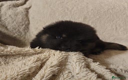 Eurasier dogs for sale: Eurasier Puppies KC Registered in Northampton - Image 30