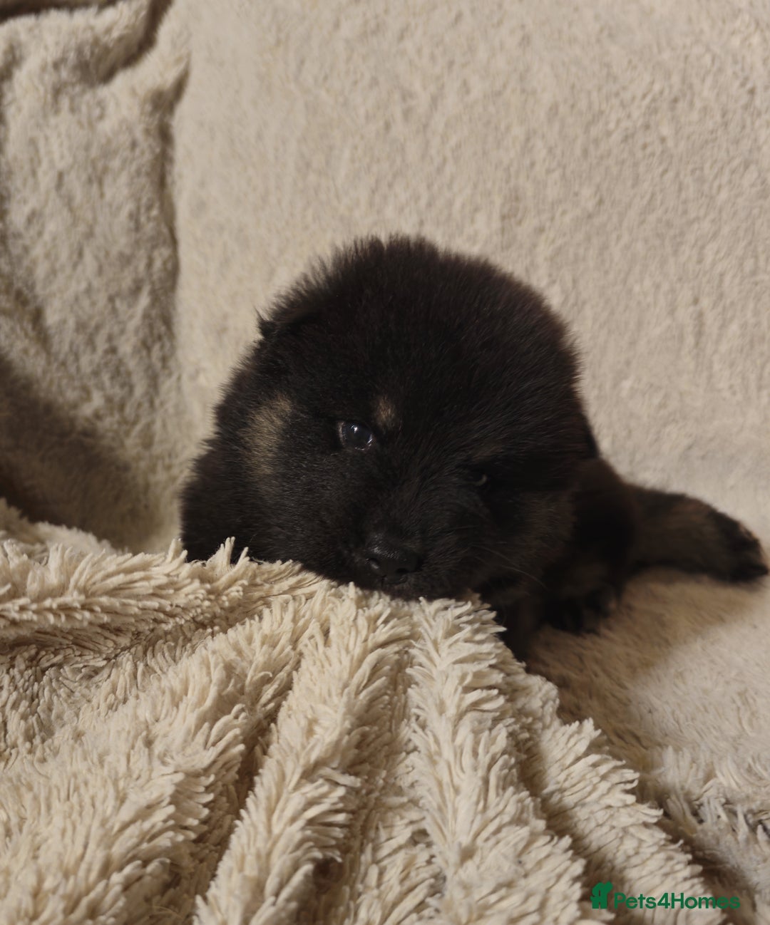 Eurasier dogs for sale: Eurasier Puppies KC Registered in Northampton - Image 30
