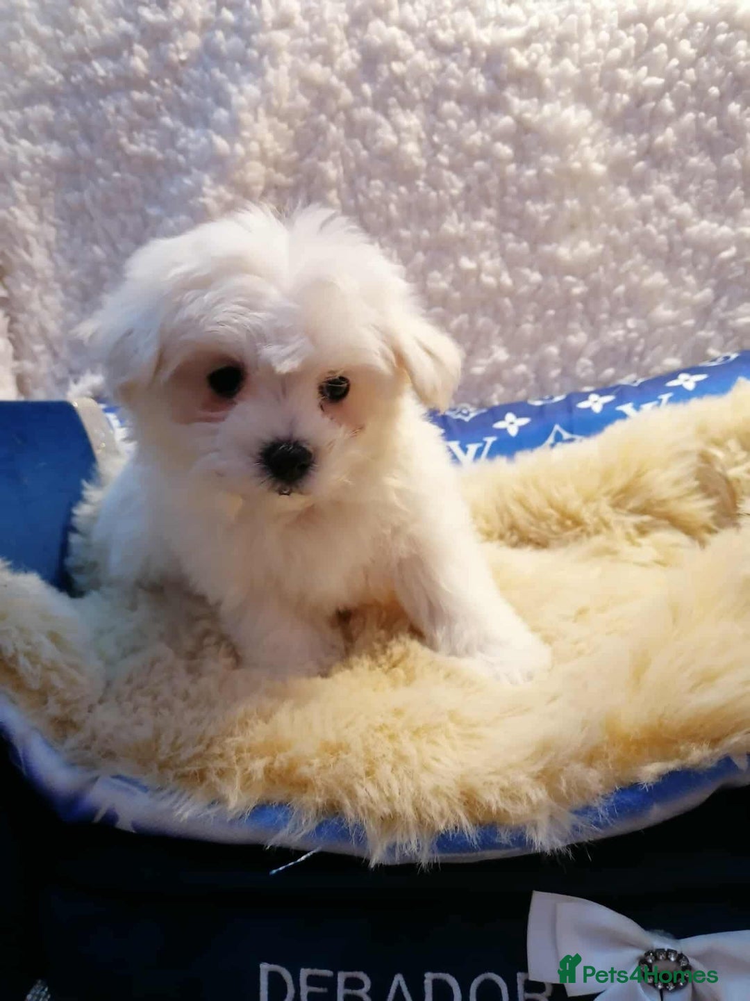 Maltipoo dogs for sale: Toy Maltipoos  ready NOW - Image 10