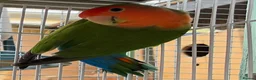 Lovebirds birds for sale: Lovebirds - Peach Face in Grantham - Advert 5