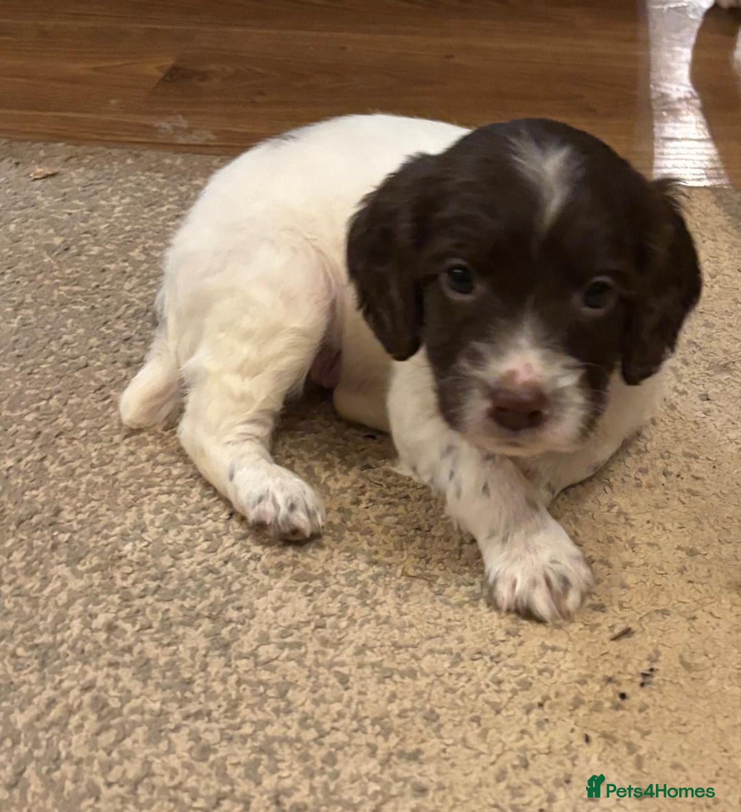 Mixed Breed dogs for sale: Flat coat retriever/spaniel x sprocker  - Advert 9