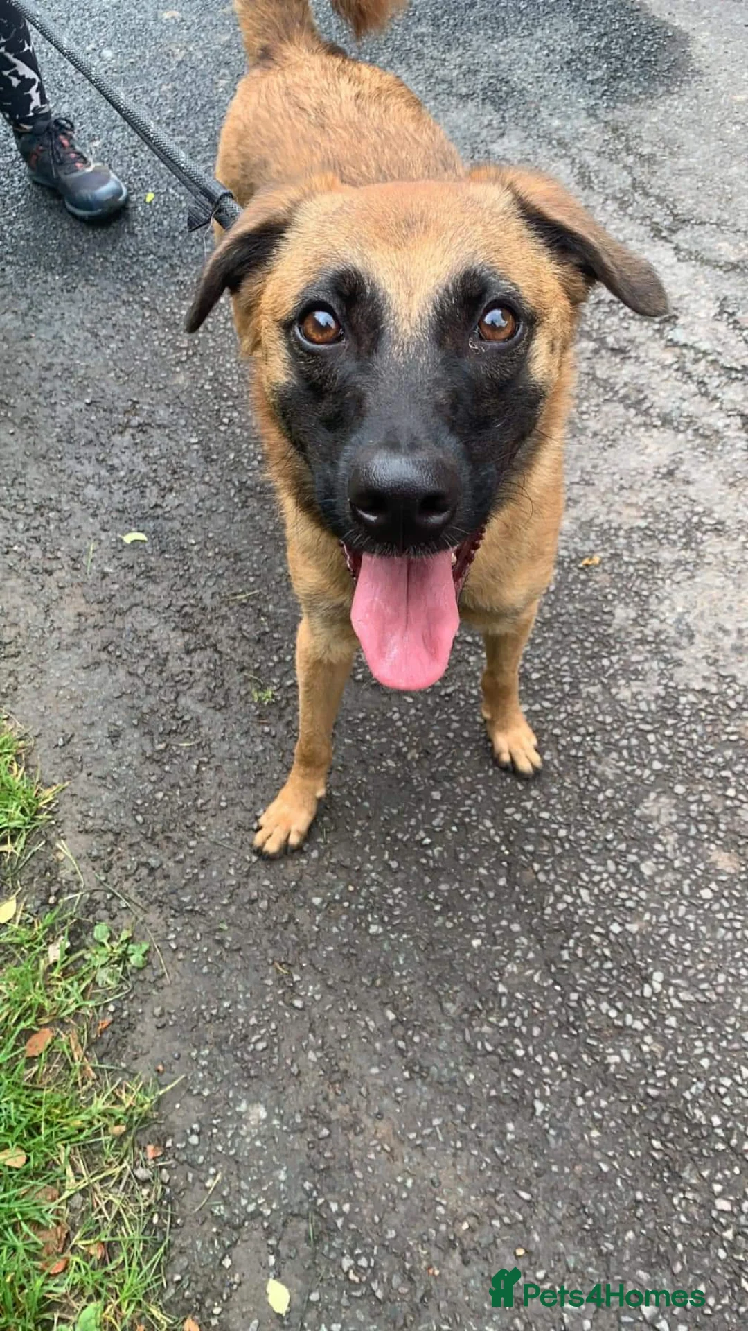 Mixed Breed dogs for adoption: Meet Ryder, currently residing in Cheshire  in Nantwich - Advert 8