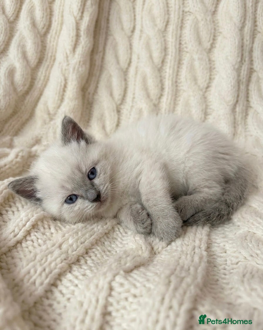 Ragdoll cats Beautiful Ragdoll Cross Kittens 🤍 - Advert 1