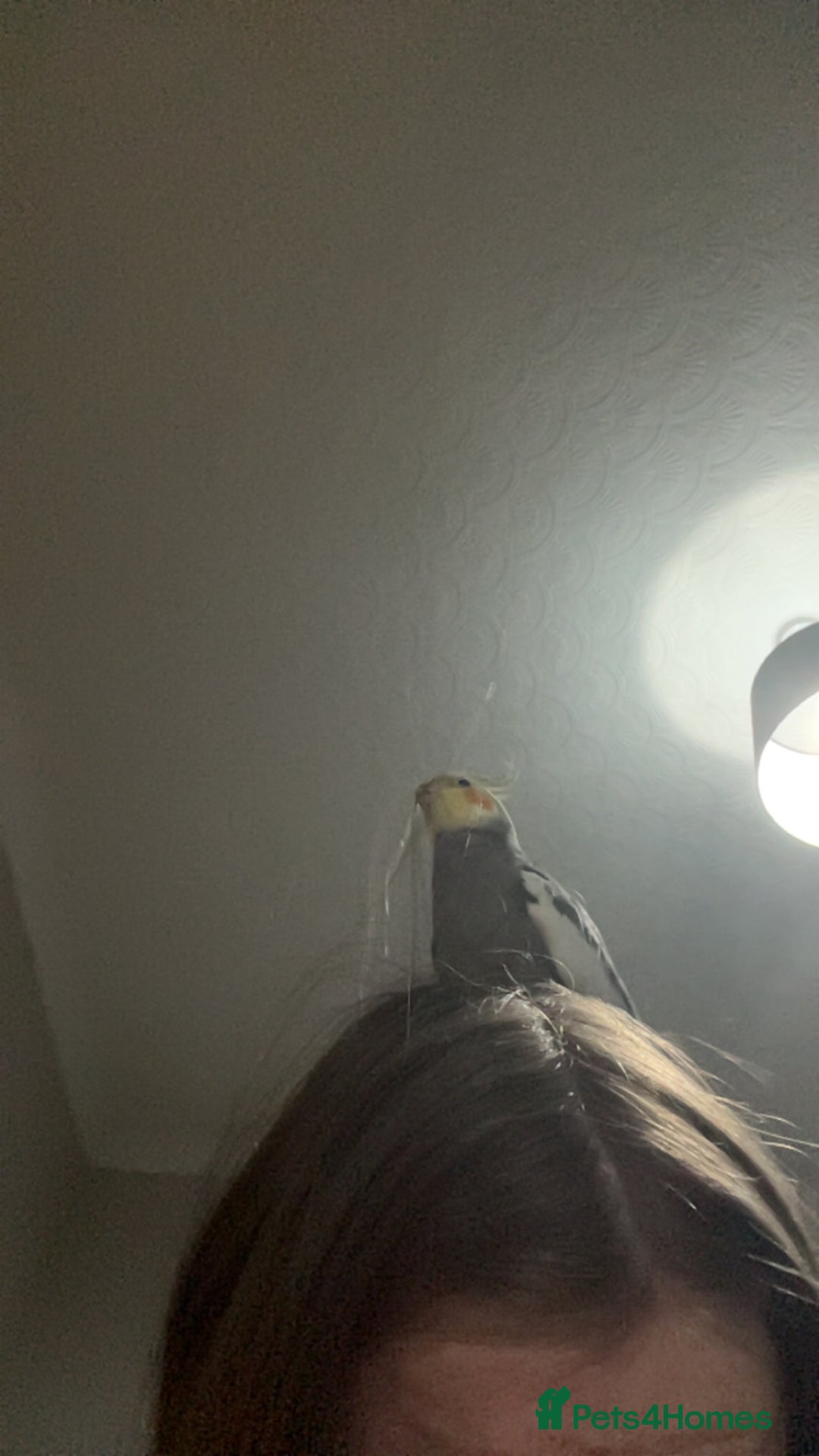 Cockatiels birds for sale: Breeding pair of birds  - Advert 10