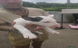 English Bull Terrier dogs for sale: English bullterrier pups for sale  - Image 28
