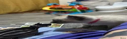 Ragamese cats for sale: 3/4 Ragdoll 1/4 Siamese female - Advert 8