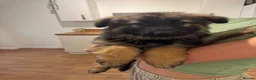 German Shepherd dogs for sale: Female long hair Germany shepherd pup - Advert 13