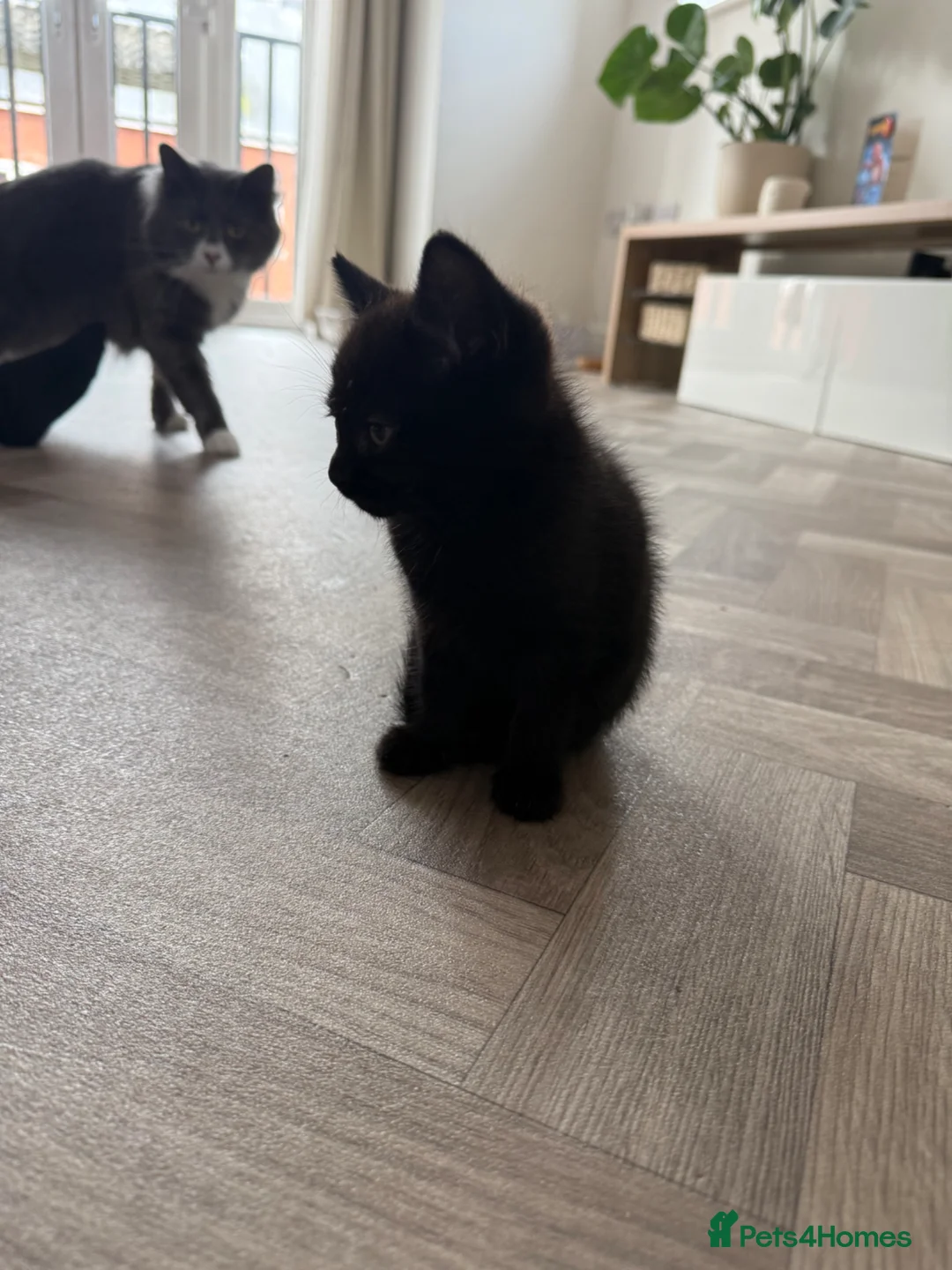 Mixed Breed cats for sale: 2 beautiful fluffy kittens in Gloucester - Advert 2