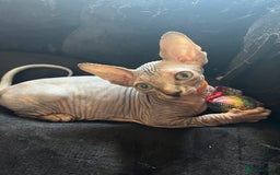 Sphynx cats for sale: 5 Playful & Affectionate Sphynx Kittens - Image 8