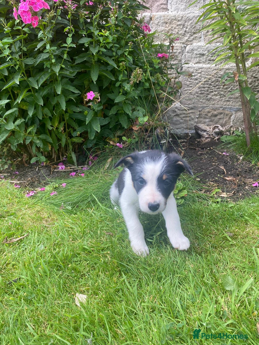 Border Collie dogs for sale: 6 border collie puppies  - Image 9