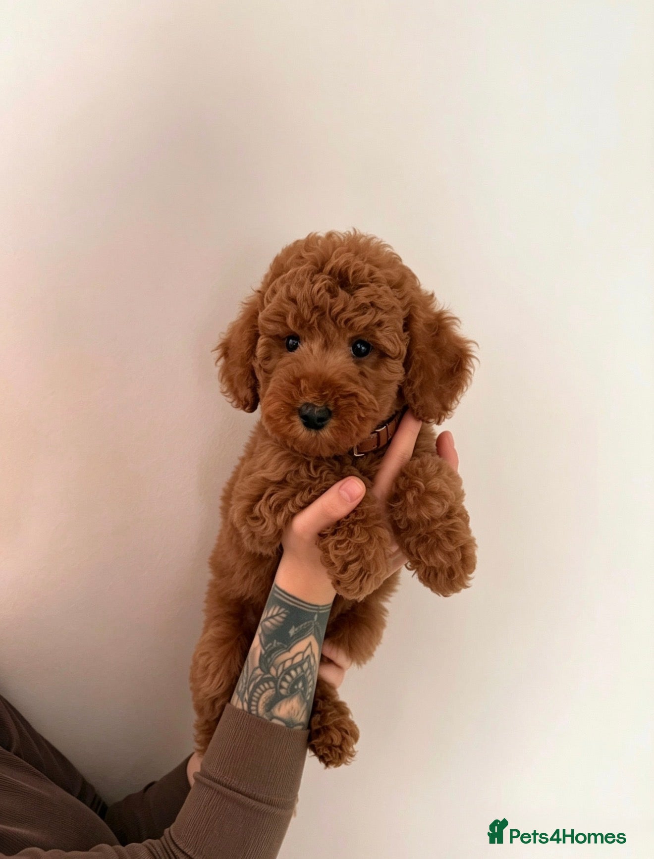 Australian Labradoodle dogs 🐶 Price negotiable-Ready for their forever home🐶 - Advert 6