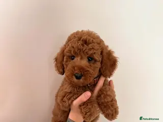 Australian Labradoodle dogs 🐶 Price negotiable-Ready for their forever home🐶 - Advert 6