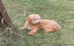 Cavapoo dogs for sale: Extensively health tested Cavapoo Boy - Image 5