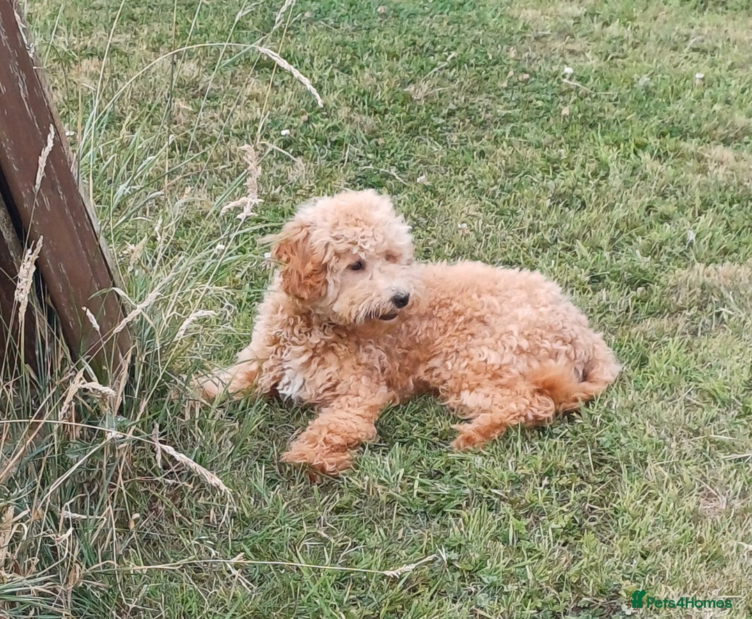 Cavapoo dogs for sale: Extensively health tested Cavapoo Boy - Image 5